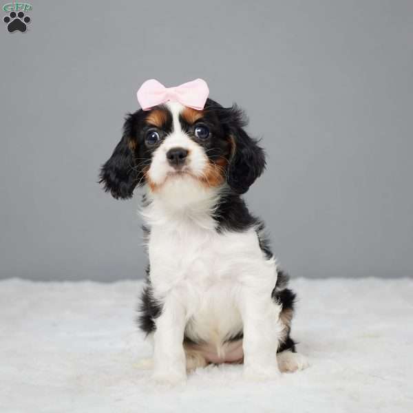 Chloe, Cavalier King Charles Spaniel Puppy